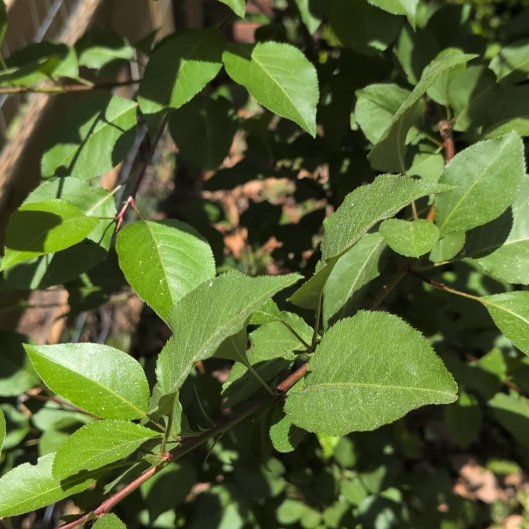 Photo of the plant species Sour Cherry by @AgileDodder45 named Terra on Greg, the plant care app