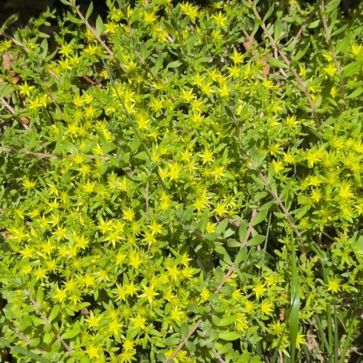 Photo of the plant species Stringy Stonecrop by @AgileDodder45 named Denali on Greg, the plant care app