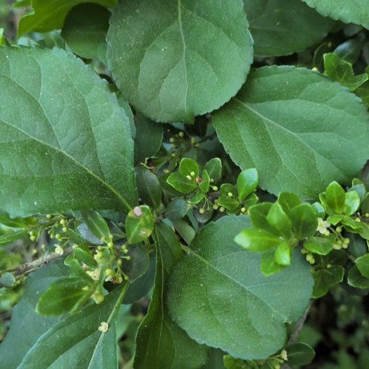 Photo of the plant species Asian Bittersweet by @AgileDodder45 named Nithin on Greg, the plant care app