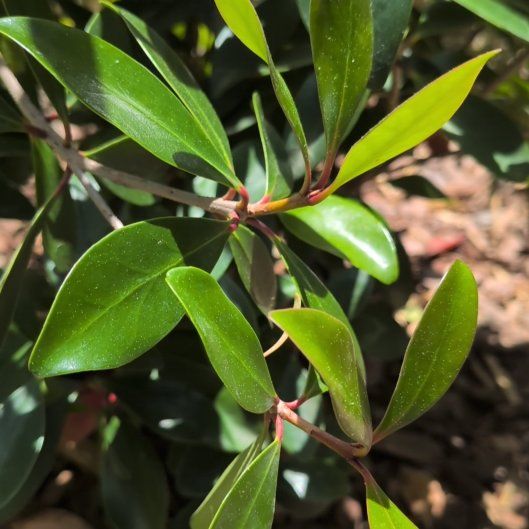 Photo of the plant species Tasmanian Pepperberry by @AgileDodder45 named Hamilton on Greg, the plant care app