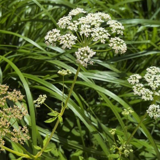 Photo of the plant species Water Dropwort by @AgileDodder45 named Drake on Greg, the plant care app