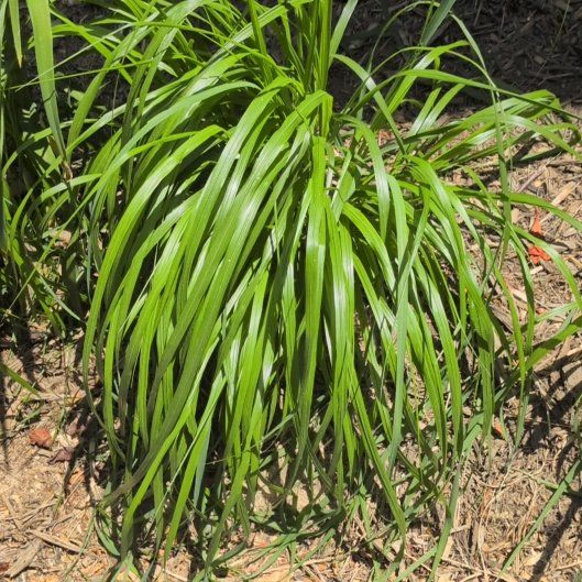 Photo of the plant species Onion Weed by @AgileDodder45 named Sol on Greg, the plant care app