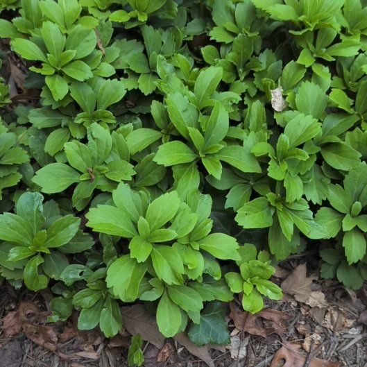 Photo of the plant species Japanese Spurge by @AgileDodder45 named Huckleberry Fern on Greg, the plant care app