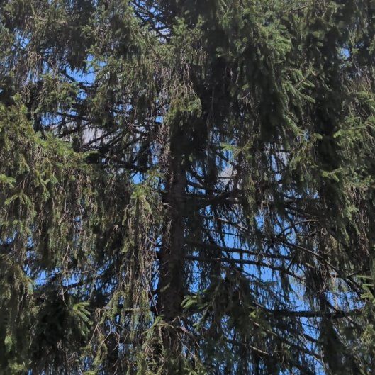 Photo of the plant species Norway Spruce by @AgileDodder45 named Beckham on Greg, the plant care app