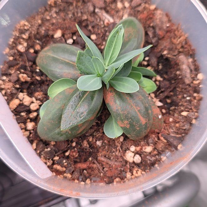 Photo of the plant species Lisianthus by @UnharmedMiro1 named Marley on Greg, the plant care app
