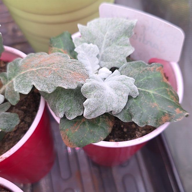 Photo of the plant species Dusty Miller 'Candicans' by @UnharmedMiro1 named Silva on Greg, the plant care app