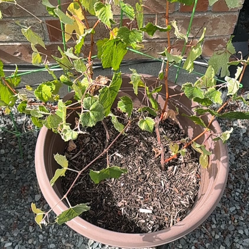 Photo of the plant species Wine Grape by @AbsoluteSedum32 named Beckham on Greg, the plant care app