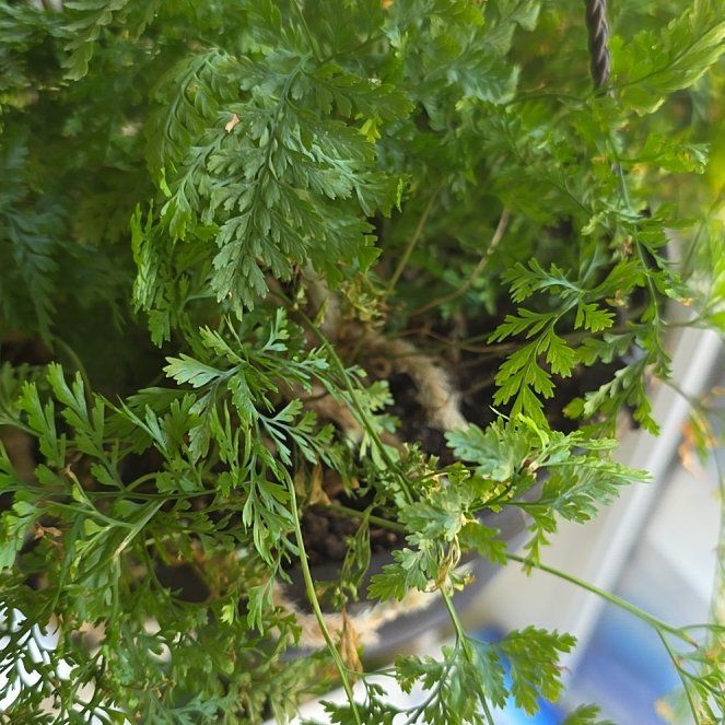 Photo of the plant species Hen and Chicken Fern by @FabVaseyoak99 named Duke on Greg, the plant care app
