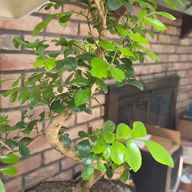 Photo of the plant species Mock Orange by @FabVaseyoak99 named Madonna on Greg, the plant care app