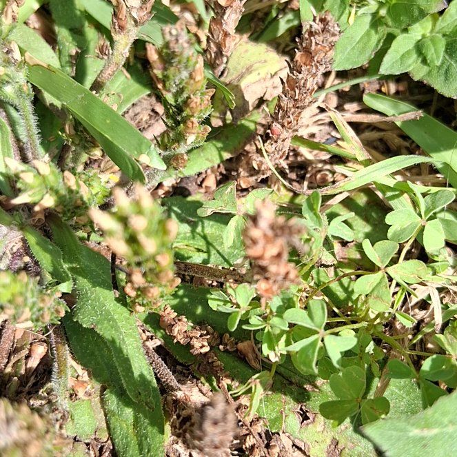 Photo of the plant species Slender Vervain by @SlinkyTozzia96 named Wintermoon on Greg, the plant care app