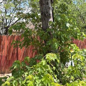 Photo of the plant species Silver Maple by @SoothingMahoe46 named Zion on Greg, the plant care app