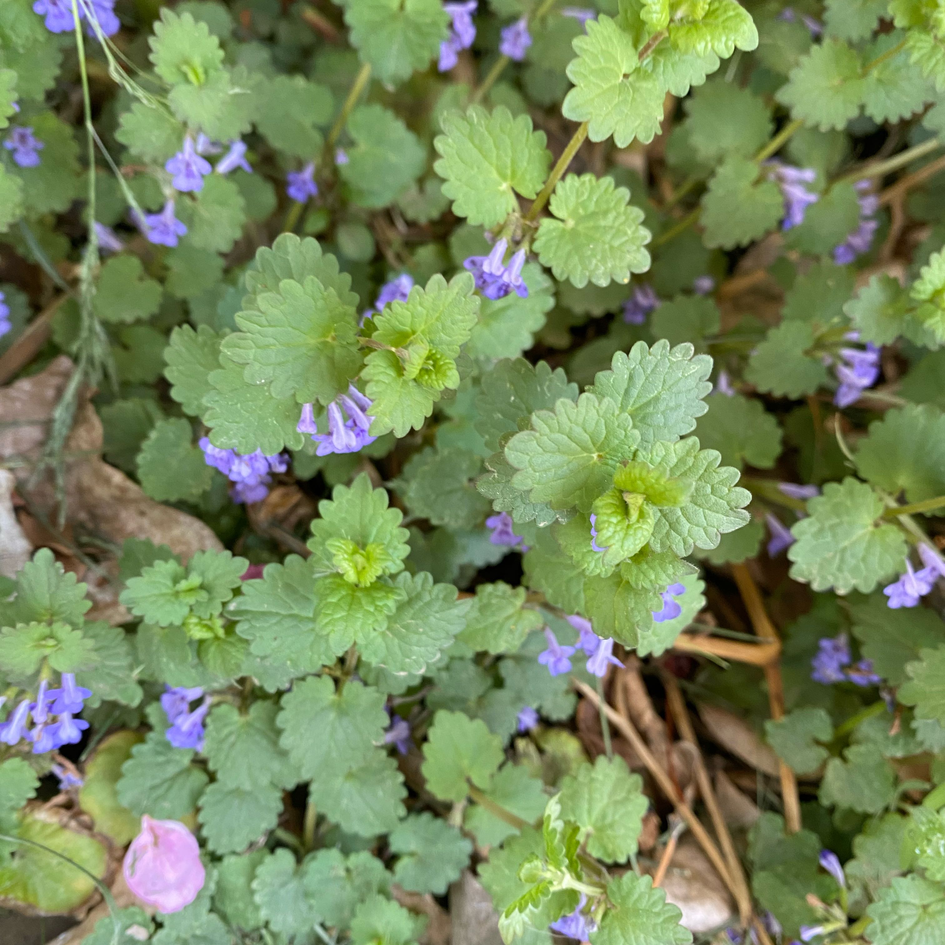 Photo of the plant species Alehoof by @ConcordantKoa87 named Clooney on Greg, the plant care app