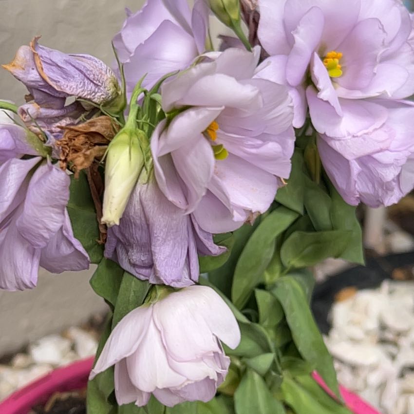 Photo of the plant species Showy Prairie Gentian by @UniquePeanut89 named Huckleberry Fern on Greg, the plant care app