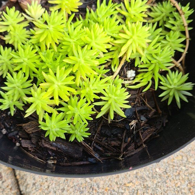 Photo of the plant species Annual Stonecrop by @GemLettuce28 named Khaleesi on Greg, the plant care app
