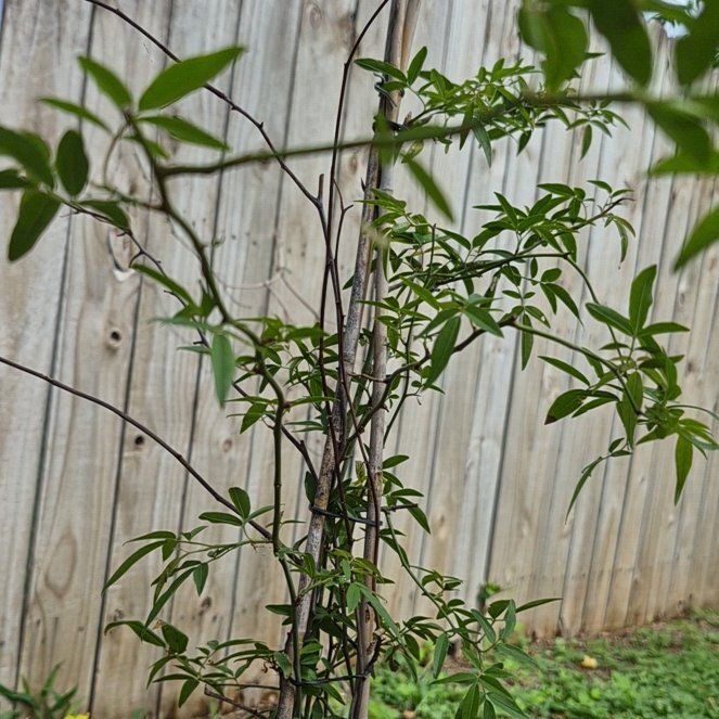 Photo of the plant species White Jasmine by @GemLettuce28 named Spike Leaves on Greg, the plant care app