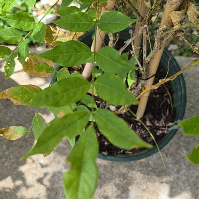 Photo of the plant species Chinese Wisteria by @GemLettuce28 named Elle on Greg, the plant care app