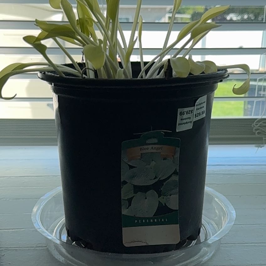 Photo of the plant species Blue Angel by @SaluteWasabi44 named Blue hosta on Greg, the plant care app