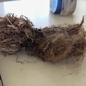 Photo of the plant species Maiden Grass by @SaluteWasabi44 named Ronaldo on Greg, the plant care app
