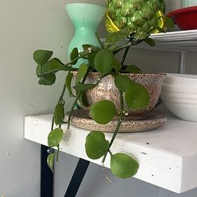 Photo of the plant species Dischidia Nummularia by @CozyRosea75 named String of Nickels on Greg, the plant care app