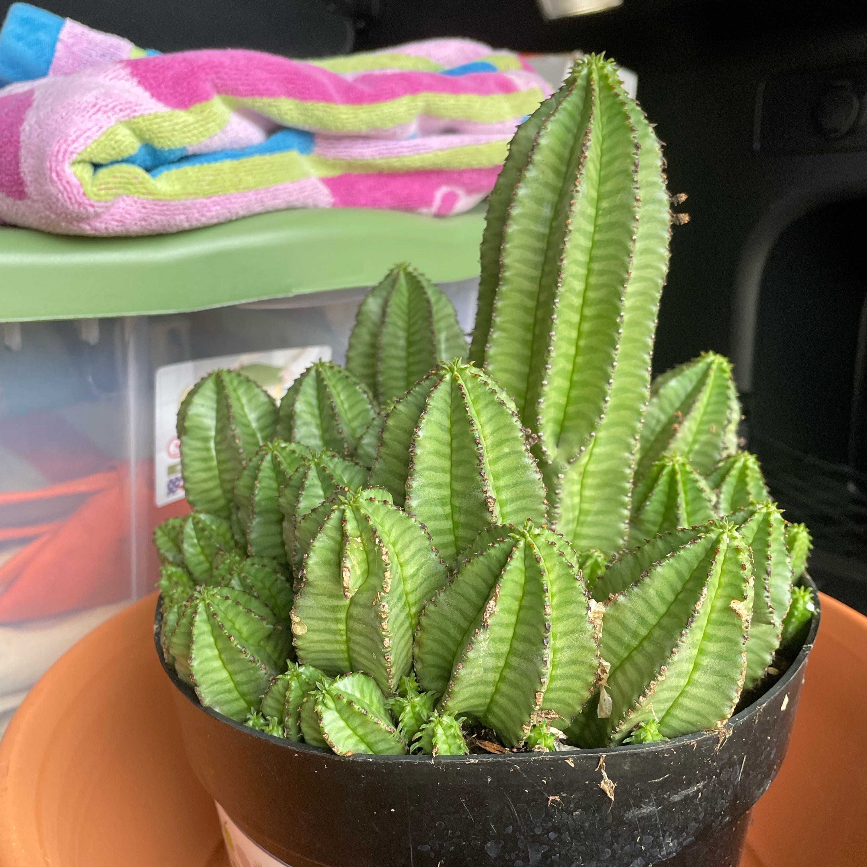 Photo of the plant species Tanzanian Zipper Plant by @CuddlyLovage90 named Plant Mom on Greg, the plant care app