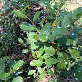 Photo of the plant species Red Chokeberry 'Brilliantissima' by @TenderBoxholly named Xena on Greg, the plant care app