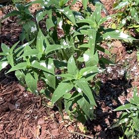 Photo of the plant species Horse Mint by @TenderBoxholly named Miley on Greg, the plant care app