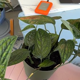 Photo of the plant species Monstera Peru by @EnticingSalal37 named Osmo on Greg, the plant care app