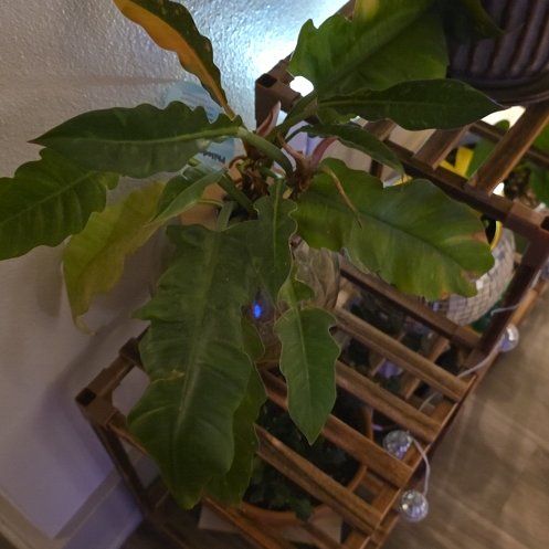 Photo of the plant species Tiger Tooth Philodendron by @RadMountain73 named Tanya on Greg, the plant care app