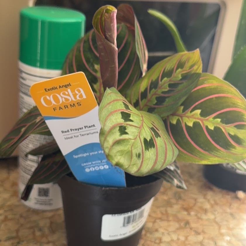 Photo of the plant species Red prayer plant by @CurrentDodder28 named Elle on Greg, the plant care app