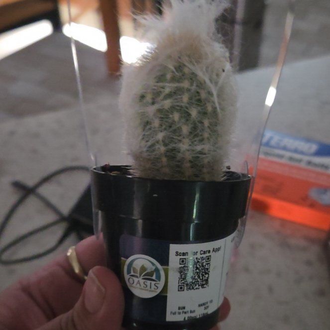 Photo of the plant species Peruvian Old Man Cactus by @TopBanana58 named Muhammad Ali on Greg, the plant care app
