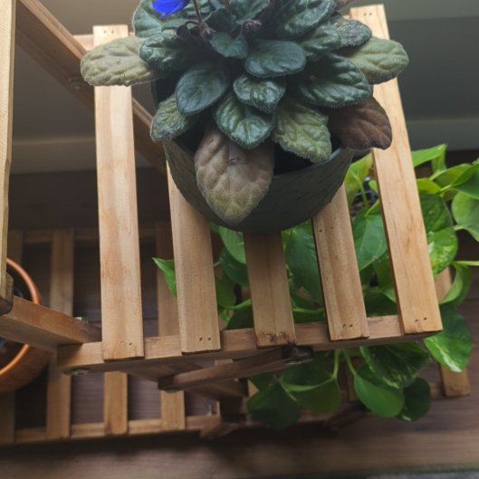 Photo of the plant species Blue Bugle by @CuriousTawapou named Cleopatra on Greg, the plant care app