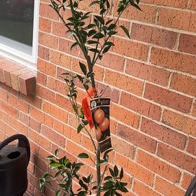 Photo of the plant species Gaillardia 'Sunburst Tangerine' by @TraveledPuka21 named Navajo on Greg, the plant care app