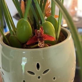 Photo of the plant species Coconut Orchid by @TraveledPuka21 named Orlando Bloom on Greg, the plant care app