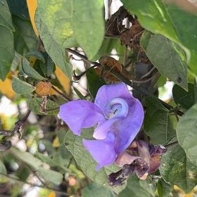 Photo of the plant species Cochliasanthus Caracalla by @HotEndive29 named Snail Vine on Greg, the plant care app