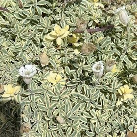 Photo of the plant species Druett's Variegated Sea Campion by @HotEndive29 named Druett’s Variegated Sea Campion on Greg, the plant care app