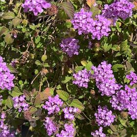 Photo of the plant species Trailing Lantana by @HotEndive29 named Trailing Lantana on Greg, the plant care app