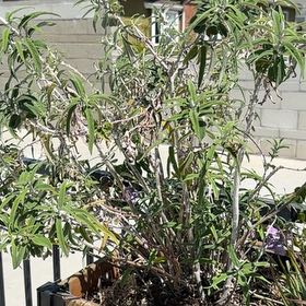 Photo of the plant species Mexican Bush Sage by @HotEndive29 named Mexican Bush Sage on Greg, the plant care app
