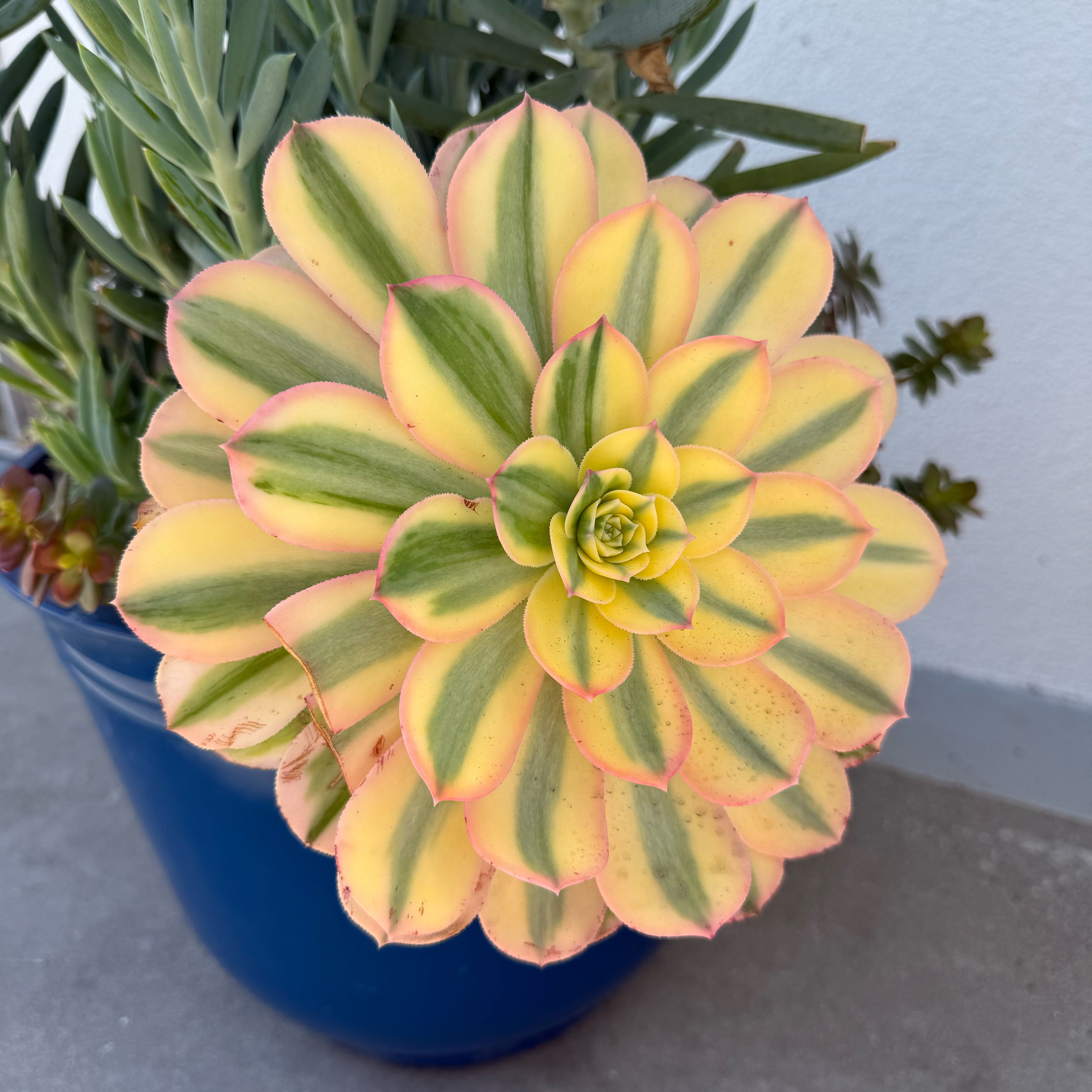 Photo of the plant species Sunburst Aeonium by @HotEndive29 named Aeonium Sunburst on Greg, the plant care app