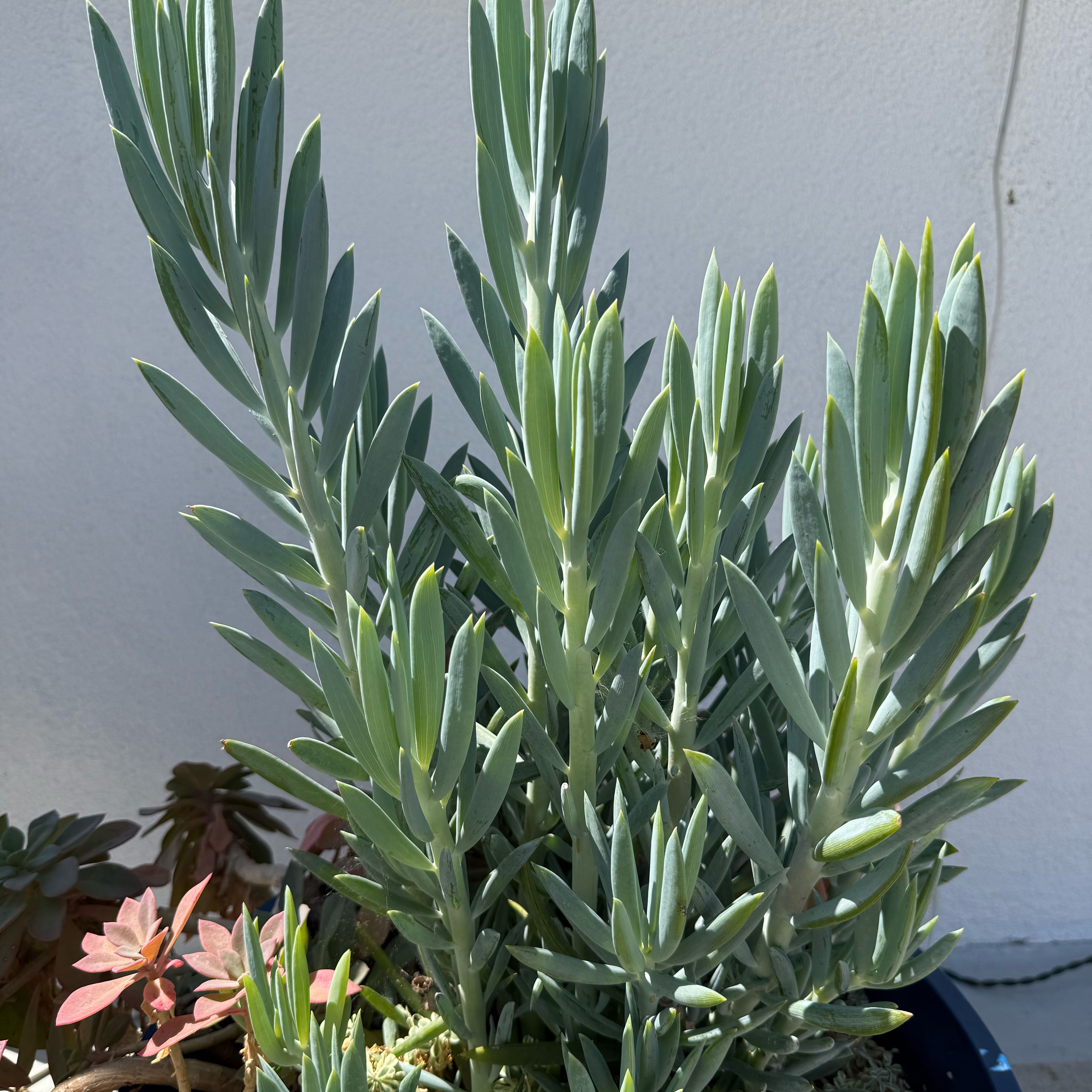 Photo of the plant species Skyscraper Senecio by @HotEndive29 named Skyscraper senecio on Greg, the plant care app