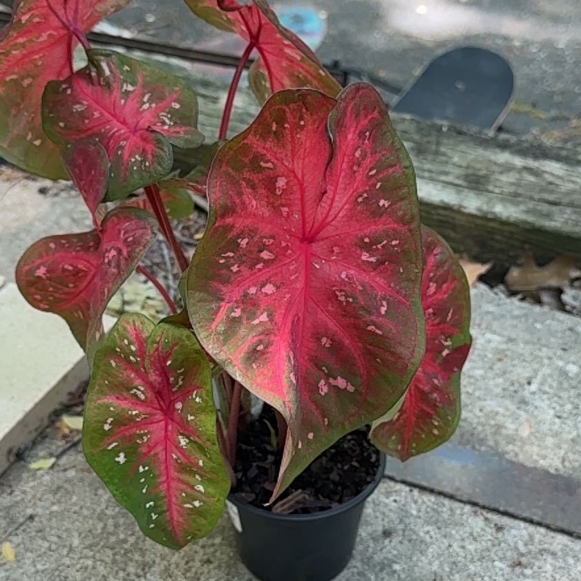Photo of the plant species Red Flash Angel Wings by @ComicalGrass95 named Delilah on Greg, the plant care app