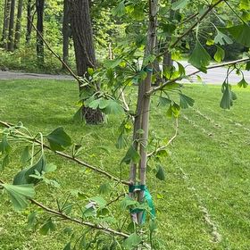 Photo of the plant species Ginkgo Tree by @ComicalGrass95 named Lola on Greg, the plant care app