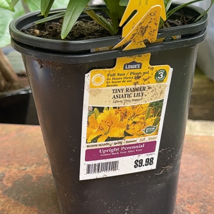 Photo of the plant species Asiatic Lily by @ComicalGrass95 named Elina on Greg, the plant care app