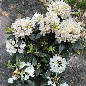 Photo of the plant species Great Rhododendron by @ComicalGrass95 named Gaga on Greg, the plant care app