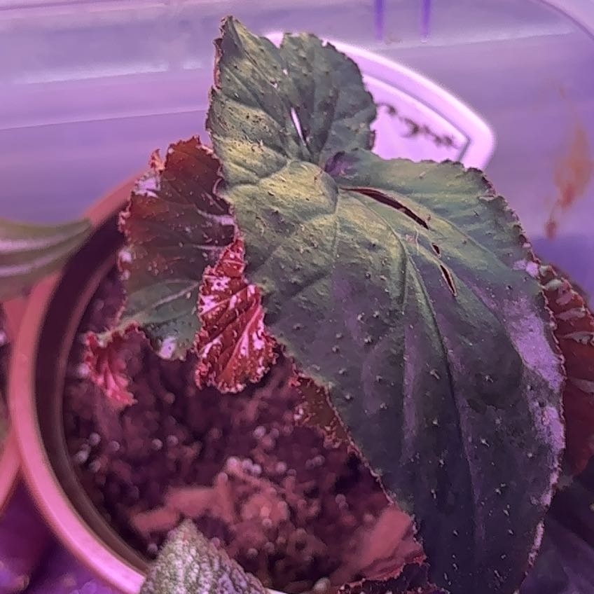 Photo of the plant species Begonia rex-cultorum 'Snow Capped' by @LeadRedginger11 named Midnight diva on Greg, the plant care app