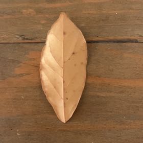 Photo of the plant species Southern Magnolia by @HighestPandan1 named Miley on Greg, the plant care app