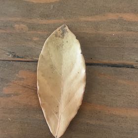 Photo of the plant species Sweetbay Magnolia by @HighestPandan1 named Foxxy on Greg, the plant care app