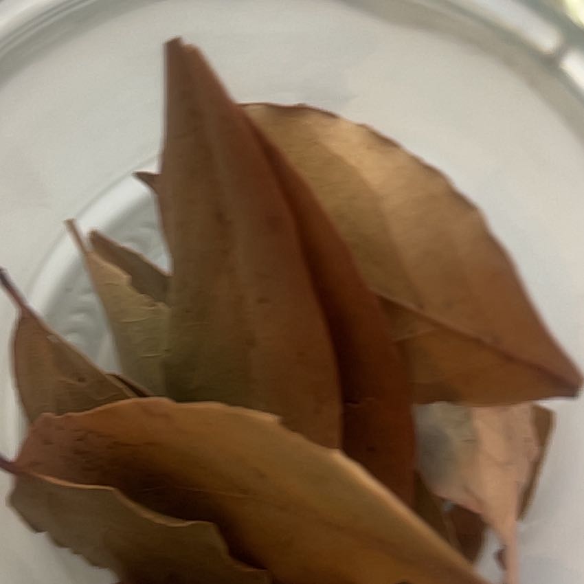 Photo of the plant species Agave Parryi by @HighestPandan1 named da Vinci on Greg, the plant care app