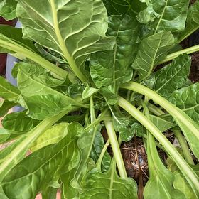 Photo of the plant species Common Beet by @PetTomato23 named Foxxy on Greg, the plant care app