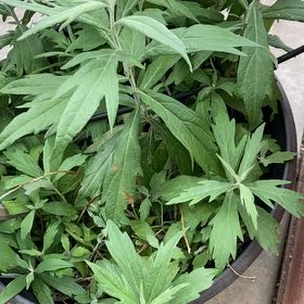 Photo of the plant species Naughty Man by @PetTomato23 named Doja Cat on Greg, the plant care app