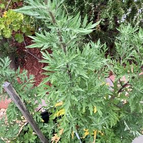 Photo of the plant species Grand Wormwood by @PetTomato23 named Harry on Greg, the plant care app